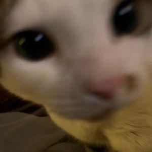 Meet your Posher, Sierra